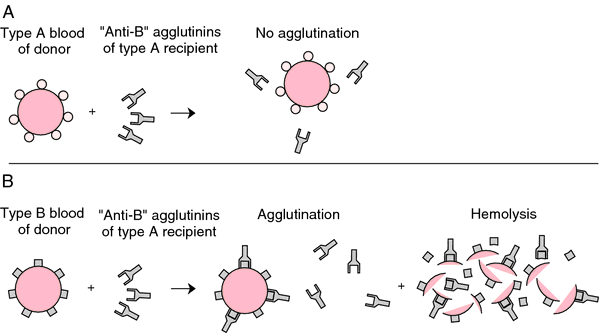 agglutination-agglutination