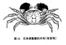 日本绒螯蟹