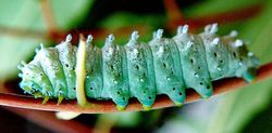 角斑樗蚕蛾(图2)——幼虫