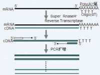 RT-PCR反应原理