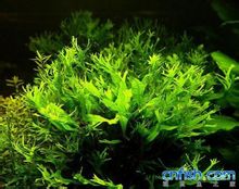 鹿角铁皇冠 鹿角铁皇冠