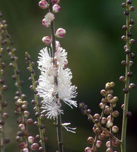 药 名:三面刀 原植物-金龟草 药 名:三面刀 原植物-金龟草