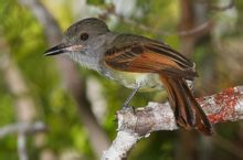 棕尾蝇霸鹟 棕尾蝇霸鹟