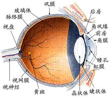 眼睛的聚焦能力主要来自角膜