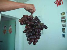 黑王葡萄 黑王葡萄