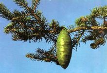 大果青扦 大果青扦