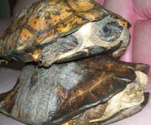 苏拉威西叶龟
