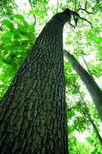 海南石梓 海南石梓