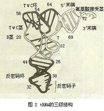 tRNA晶体的三维结构