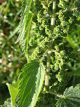 荨麻花 荨麻花