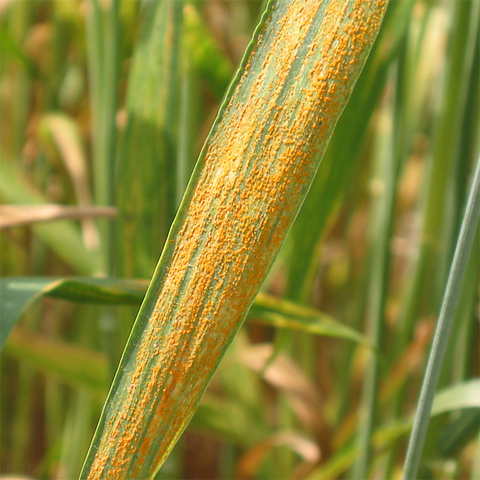 puccinia graminis 禾柄鏽菌 puccinia striiformis 條形柄鏽菌穎 